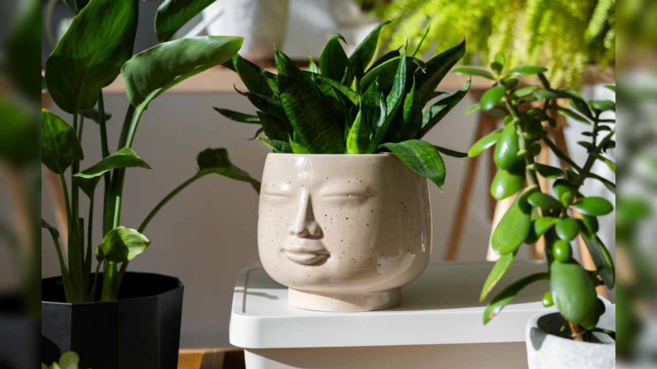 4. Use indoor plants like aloe vera and money plant to purify air.