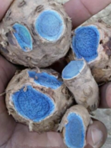 रोज़ नीली हल्दी खाने के गजब फायदे